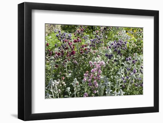 Herbaceous border-Pedro Silmon-Framed Photo