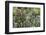 Herbaceous border-Pedro Silmon-Framed Photo