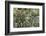 Herbaceous border-Pedro Silmon-Framed Photo