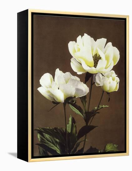 Herbaceous Peony, 19th Century-Ogawa Kazuma-Framed Premier Image Canvas