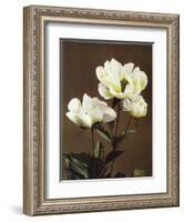 Herbaceous Peony, 19th Century-Ogawa Kazuma-Framed Giclee Print