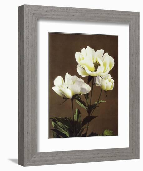 Herbaceous Peony, 19th Century-Ogawa Kazuma-Framed Giclee Print