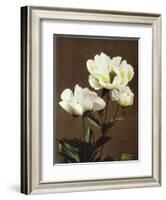 Herbaceous Peony, 19th Century-Ogawa Kazuma-Framed Giclee Print