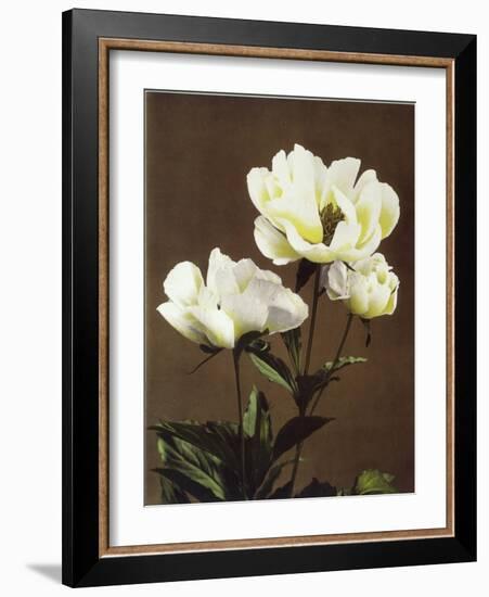 Herbaceous Peony, 19th Century-Ogawa Kazuma-Framed Giclee Print