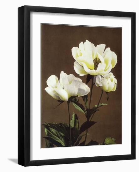 Herbaceous Peony, 19th Century-Ogawa Kazuma-Framed Giclee Print