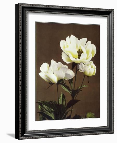 Herbaceous Peony, 19th Century-Ogawa Kazuma-Framed Giclee Print