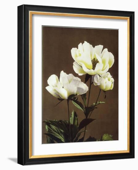 Herbaceous Peony, 19th Century-Ogawa Kazuma-Framed Giclee Print