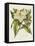 Herbal Botanical II Flower-Wild Apple Portfolio-Framed Stretched Canvas
