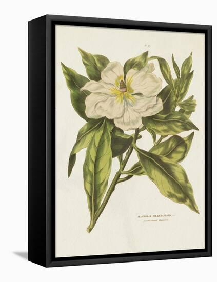 Herbal Botanical II Flower-Wild Apple Portfolio-Framed Stretched Canvas