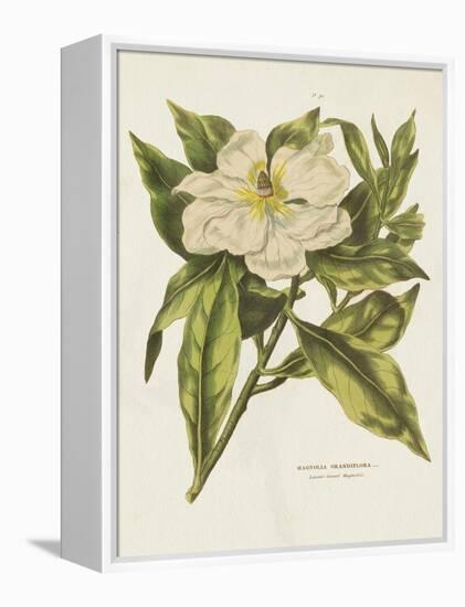 Herbal Botanical II Flower-Wild Apple Portfolio-Framed Stretched Canvas