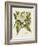 Herbal Botanical II Flower-Wild Apple Portfolio-Framed Art Print
