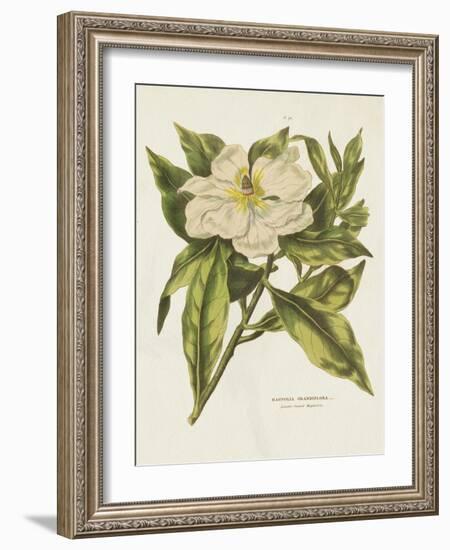 Herbal Botanical II Flower-Wild Apple Portfolio-Framed Art Print