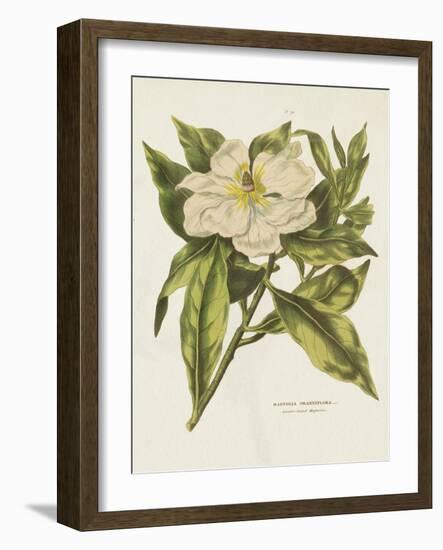 Herbal Botanical II Flower-Wild Apple Portfolio-Framed Art Print