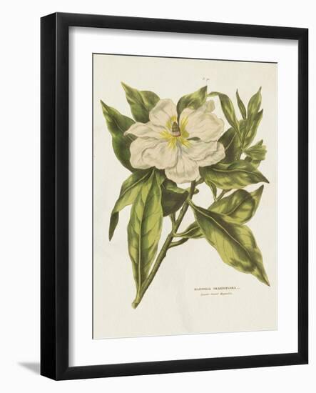 Herbal Botanical II Flower-Wild Apple Portfolio-Framed Art Print