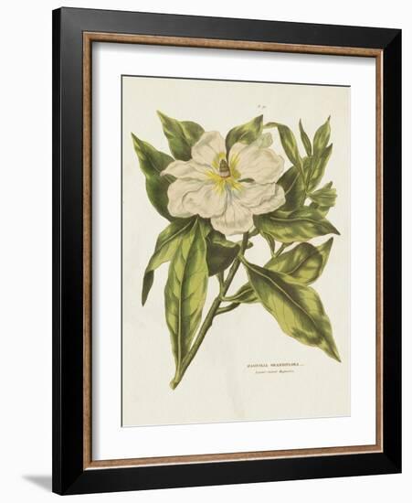 Herbal Botanical II Flower-Wild Apple Portfolio-Framed Art Print