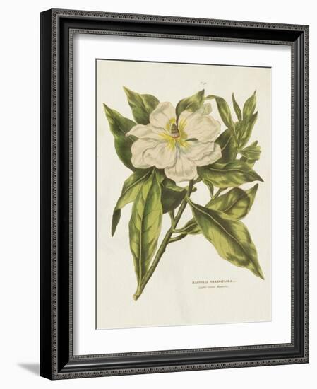 Herbal Botanical II Flower-Wild Apple Portfolio-Framed Art Print