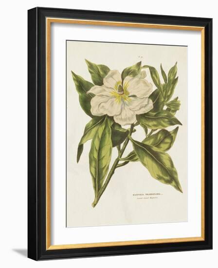 Herbal Botanical II Flower-Wild Apple Portfolio-Framed Art Print