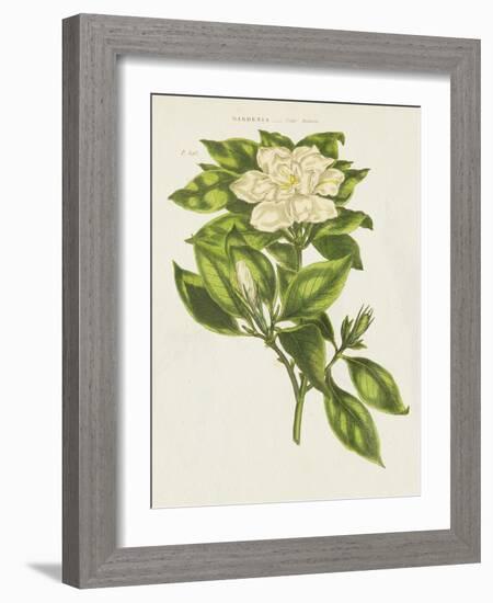 Herbal Botanical IX Flower-Wild Apple Portfolio-Framed Art Print