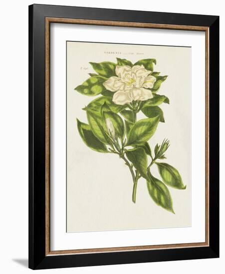 Herbal Botanical IX Flower-Wild Apple Portfolio-Framed Art Print