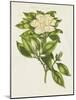 Herbal Botanical IX Flower-Wild Apple Portfolio-Mounted Art Print