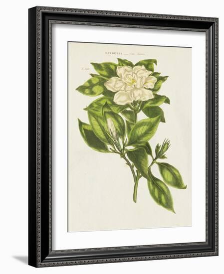 Herbal Botanical IX Flower-Wild Apple Portfolio-Framed Art Print