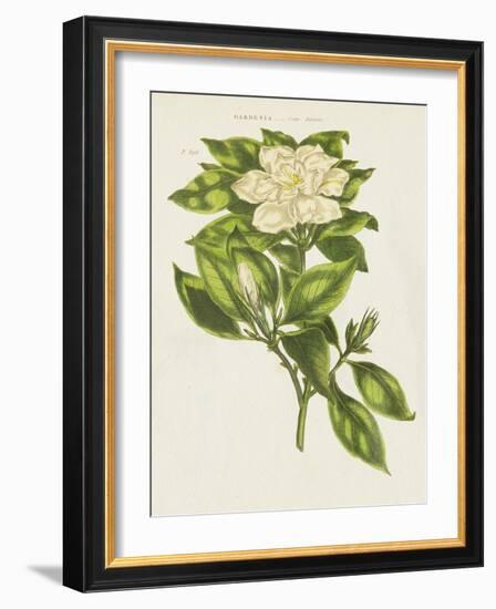 Herbal Botanical IX Flower-Wild Apple Portfolio-Framed Art Print