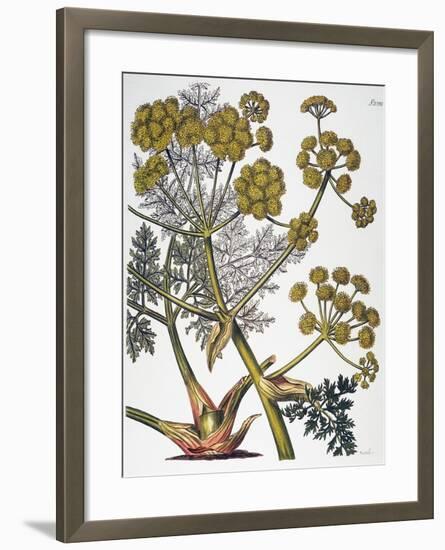 Herbal: Fennel, 1819-null-Framed Giclee Print