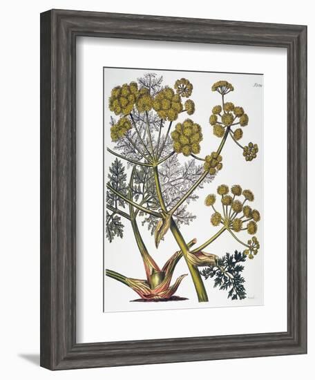 Herbal: Fennel, 1819-null-Framed Giclee Print