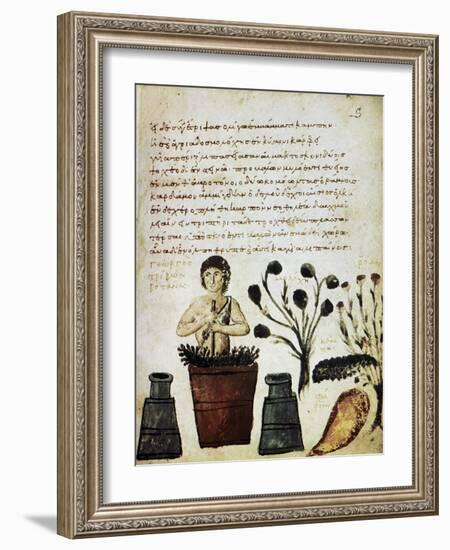Herbal Medicine, 10th Century-Science Photo Library-Framed Photographic Print