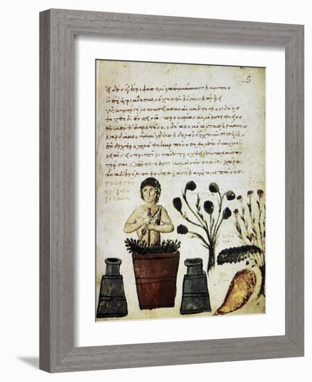 Herbal Medicine, 10th Century-Science Photo Library-Framed Photographic Print