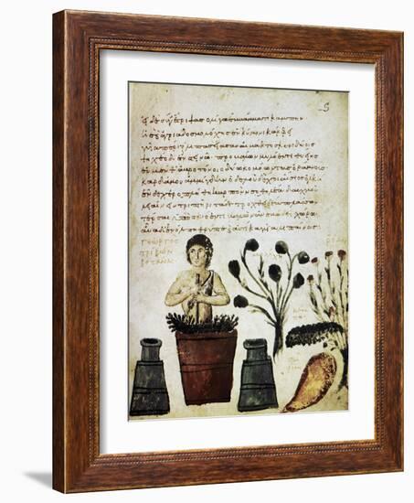 Herbal Medicine, 10th Century-Science Photo Library-Framed Photographic Print