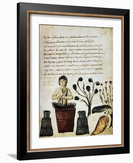 Herbal Medicine, 10th Century-Science Photo Library-Framed Photographic Print