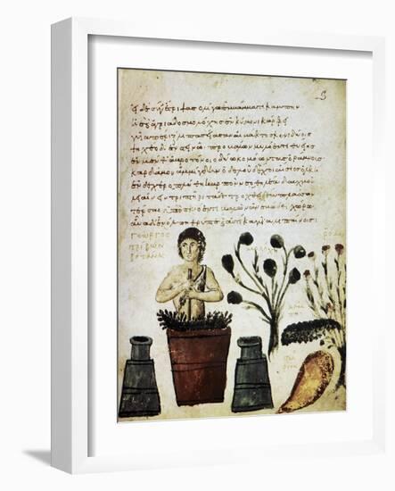 Herbal Medicine, 10th Century-Science Photo Library-Framed Photographic Print