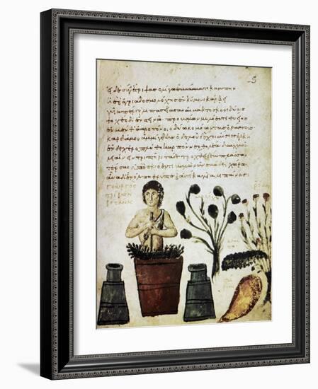 Herbal Medicine, 10th Century-Science Photo Library-Framed Photographic Print