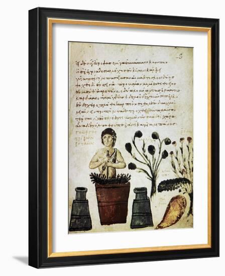 Herbal Medicine, 10th Century-Science Photo Library-Framed Photographic Print