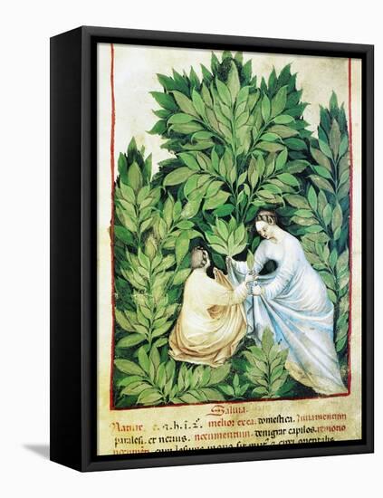 Herbal Medicine, 15th Century-Science Photo Library-Framed Premier Image Canvas