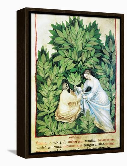 Herbal Medicine, 15th Century-Science Photo Library-Framed Premier Image Canvas