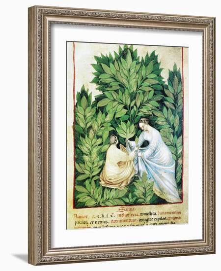 Herbal Medicine, 15th Century-Science Photo Library-Framed Photographic Print