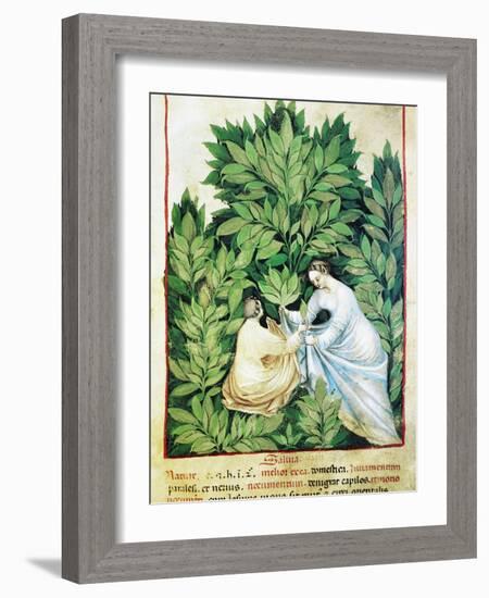 Herbal Medicine, 15th Century-Science Photo Library-Framed Photographic Print