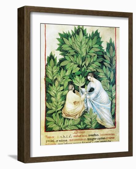 Herbal Medicine, 15th Century-Science Photo Library-Framed Photographic Print