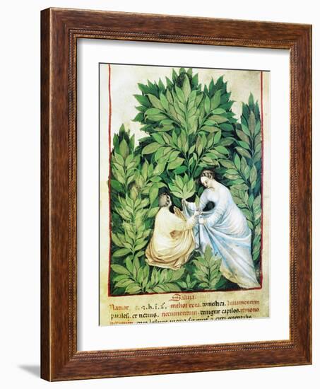 Herbal Medicine, 15th Century-Science Photo Library-Framed Photographic Print