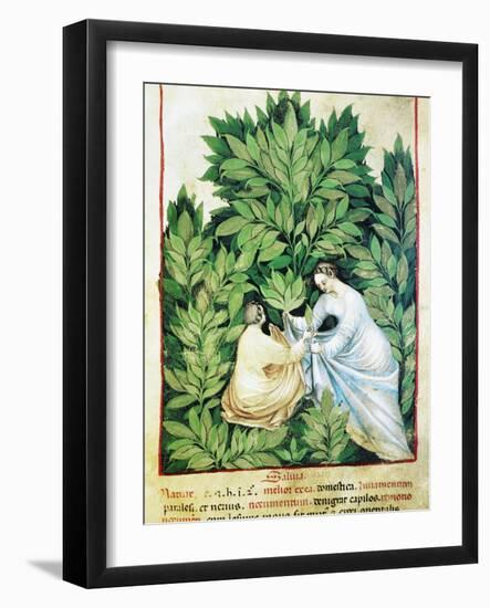 Herbal Medicine, 15th Century-Science Photo Library-Framed Photographic Print