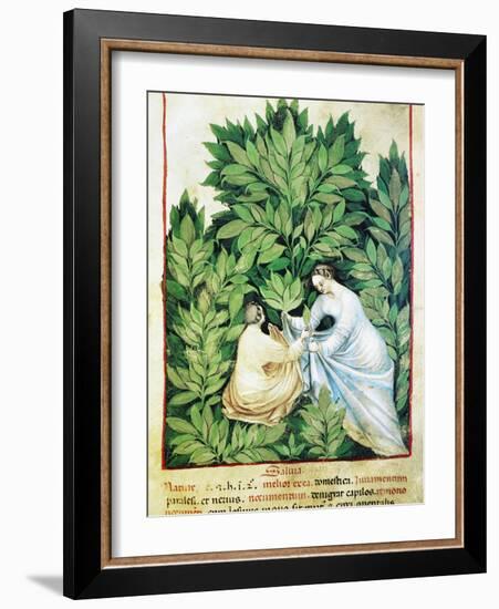 Herbal Medicine, 15th Century-Science Photo Library-Framed Photographic Print