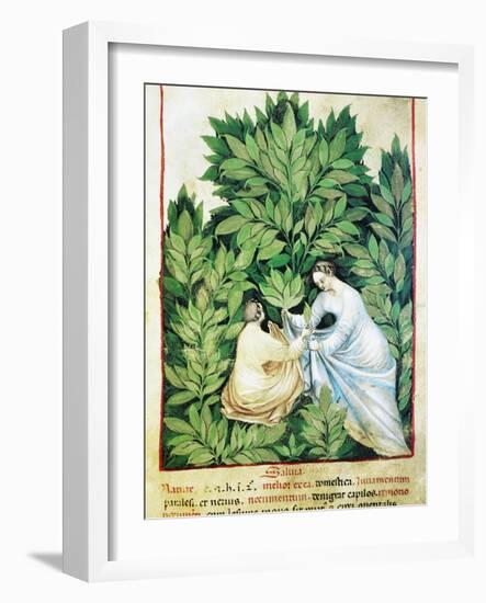 Herbal Medicine, 15th Century-Science Photo Library-Framed Photographic Print