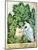 Herbal Medicine, 15th Century-Science Photo Library-Mounted Photographic Print
