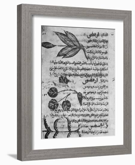 Herbal Medicine, 8th Century-Science Photo Library-Framed Photographic Print