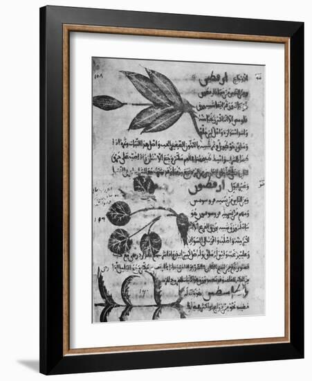 Herbal Medicine, 8th Century-Science Photo Library-Framed Photographic Print