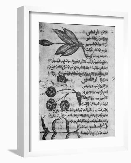 Herbal Medicine, 8th Century-Science Photo Library-Framed Photographic Print