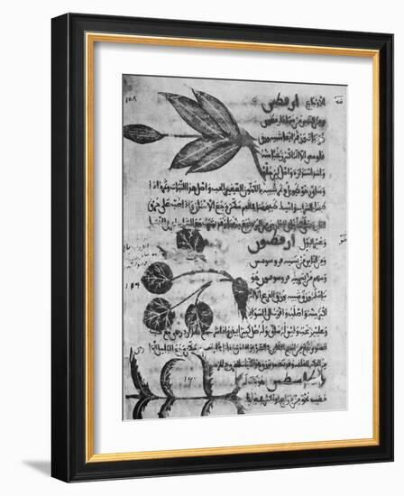 Herbal Medicine, 8th Century-Science Photo Library-Framed Photographic Print