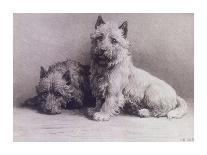 Drawing Of A West Highland Terrier-Herbert Dicksee-Premium Giclee Print